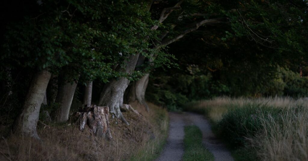 calm path home soft evening light peaceful return