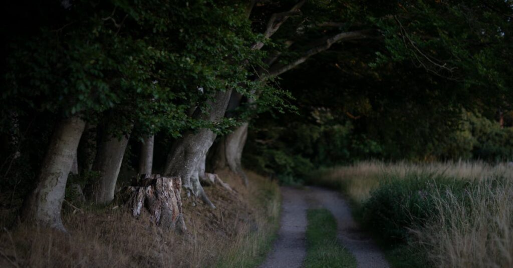 quiet path soft evening light gentle distance relationship
