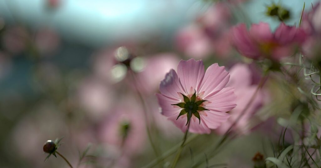 soft blooming flowers quiet garden gentle morning light anime style