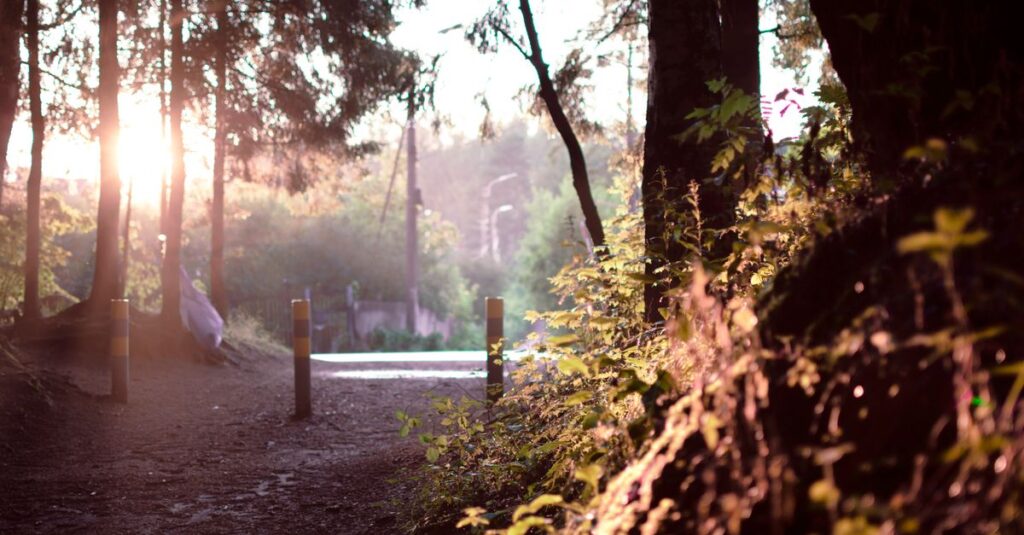 calm path with soft light balanced distance peaceful