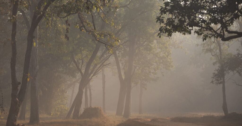 calm path soft morning light trust gentle atmosphere