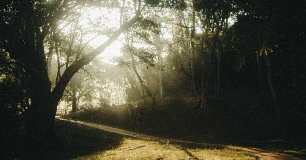 calm path with soft light quiet decision gentle atmosphere