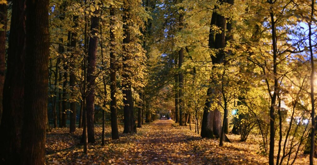 quiet narrow path soft evening light emotional distance