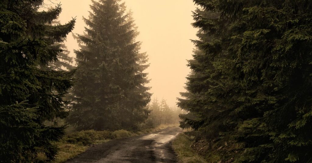 quiet path soft evening light gentle distance relationship