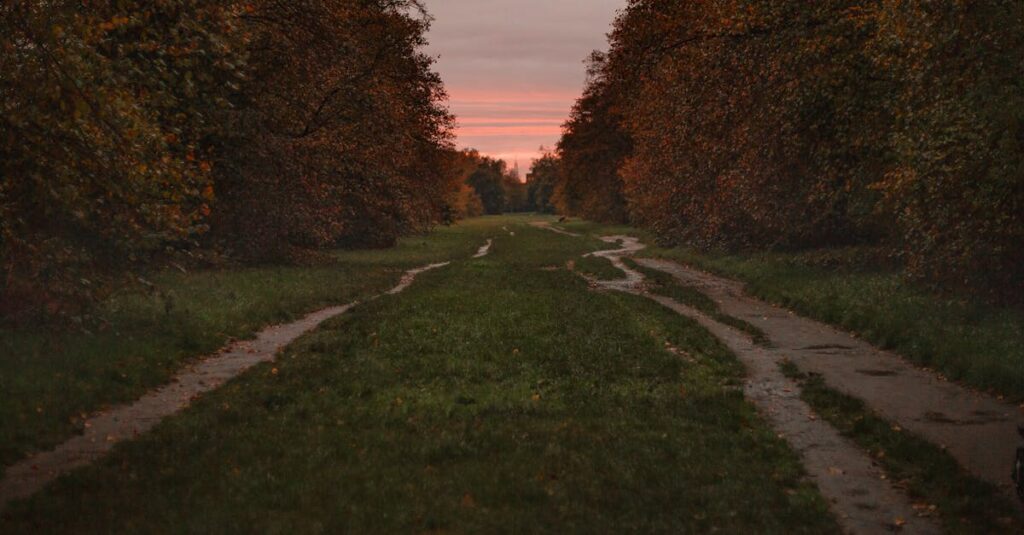 calm path home soft evening light peaceful return