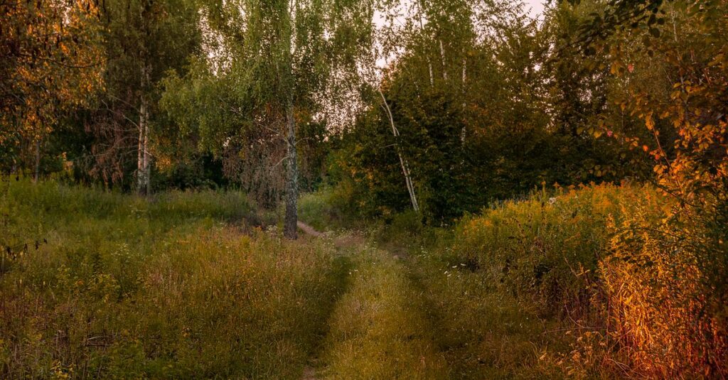 quiet narrow path soft evening light emotional distance