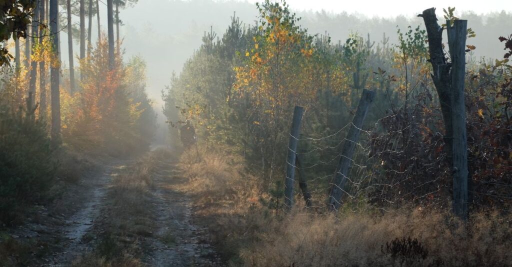 soft morning light quiet path self respect gentle atmosphere
