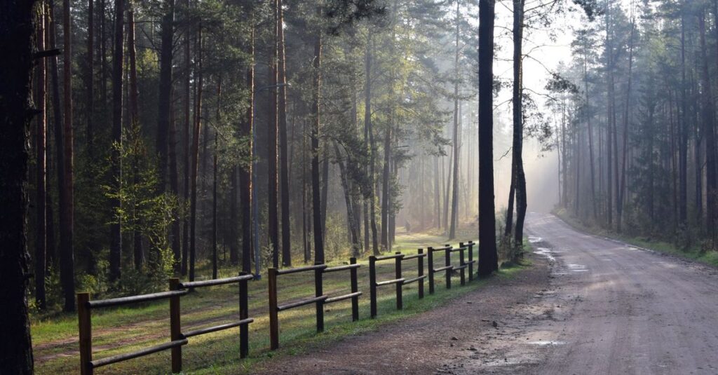 calm path soft morning light trust gentle atmosphere
