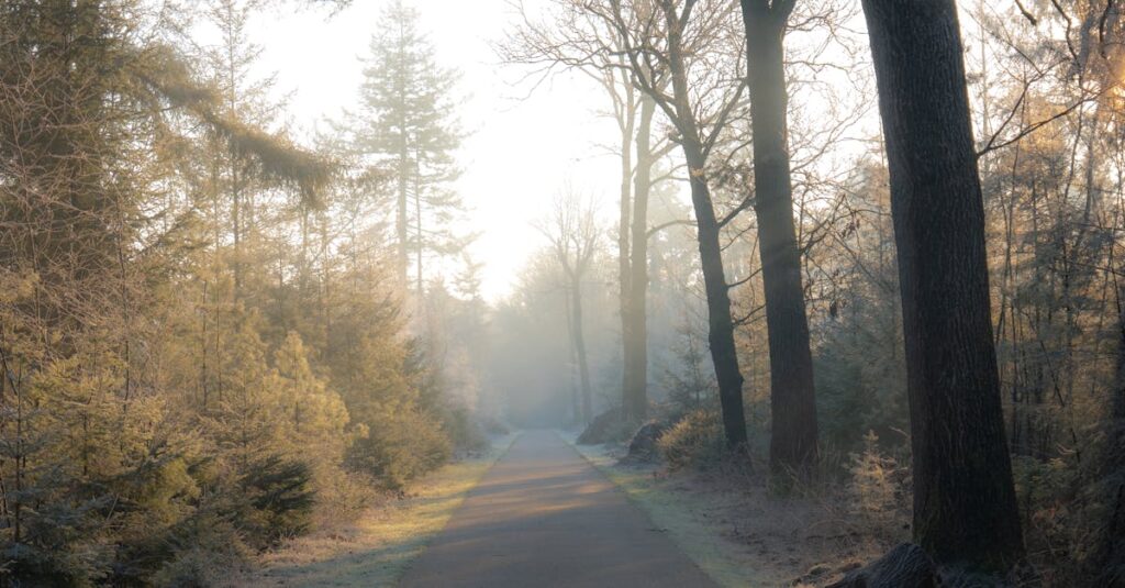 やわらかな朝の光の中に続く静かな道。合わない人がいることは、世界が多様だということ。