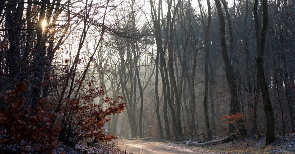 soft morning light quiet path self respect gentle atmosphere