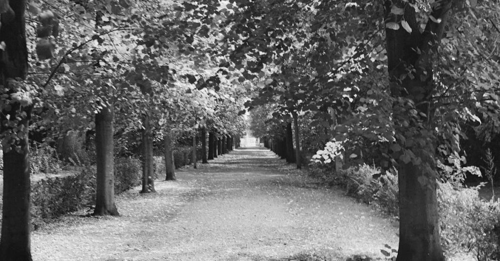 gentle light soft shadows quiet path inward calm
