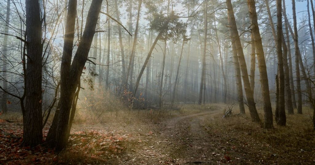 soft morning light quiet path self respect gentle atmosphere