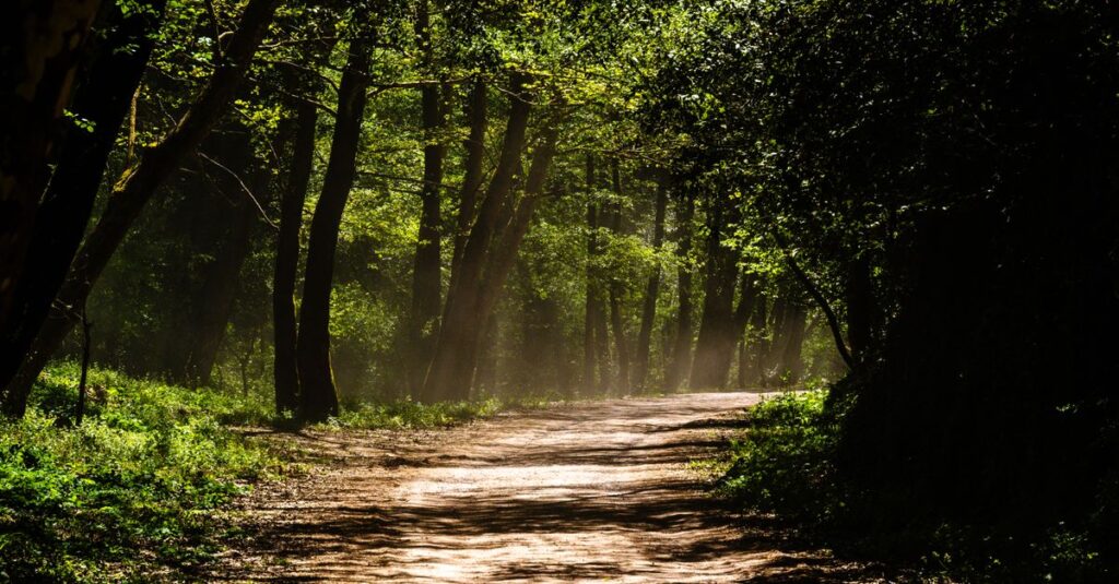 quiet path with soft space between lights calm atmosphere