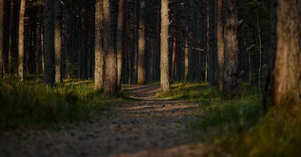 calm path home soft evening light peaceful return