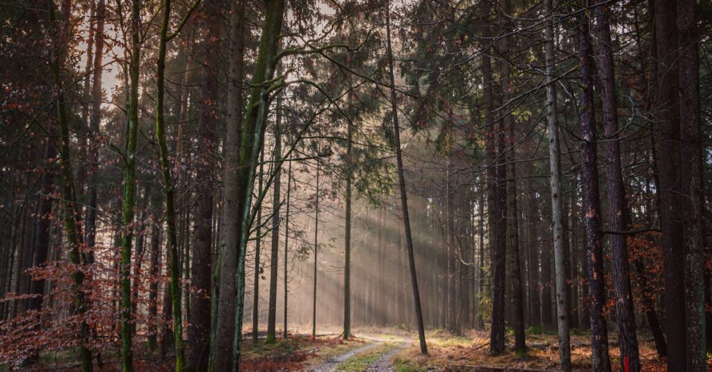 やわらかな夕方の光の中で静かに続く帰り道。ひとりの安心を土台に、無理なく人とつながっていく心を象徴する風景。