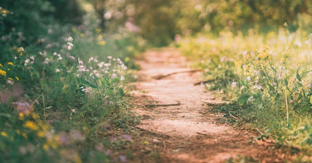 calm path soft light gentle boundary safe connection