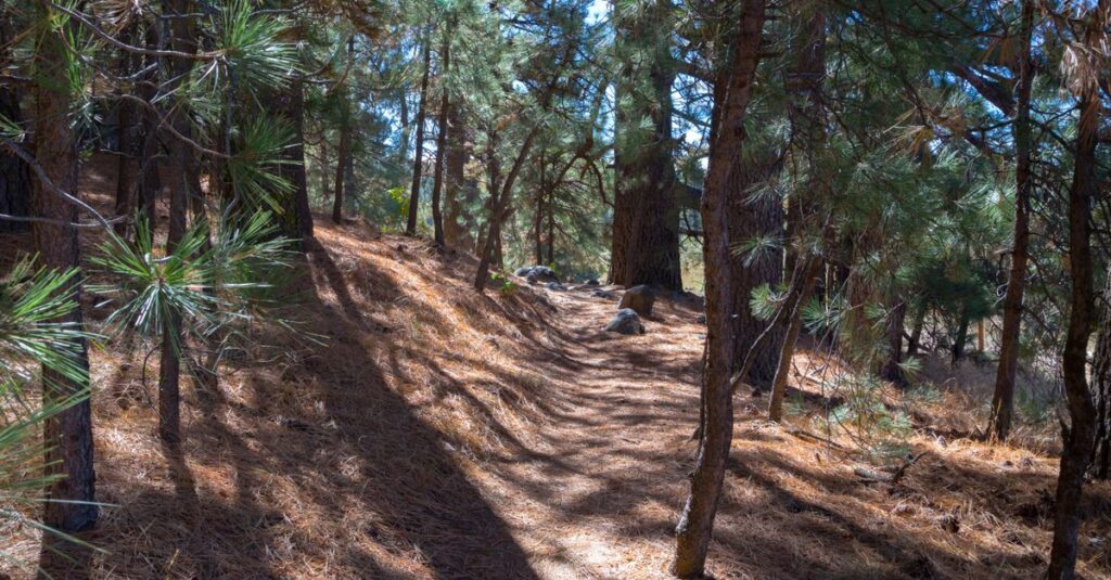 gentle light soft shadows quiet path inward calm