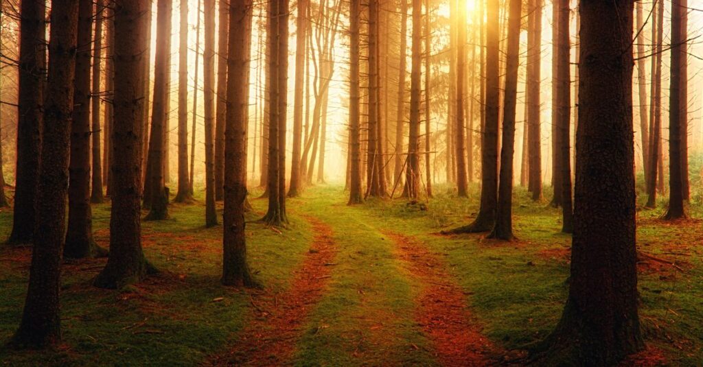 calm return path soft dawn light gentle resilience