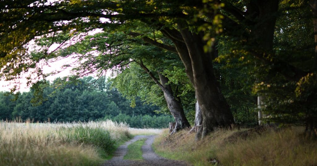 calm path returning soft light gentle trust atmosphere