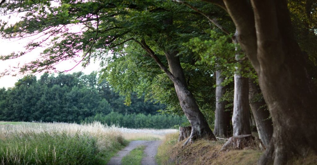 calm path home soft light gentle return peaceful