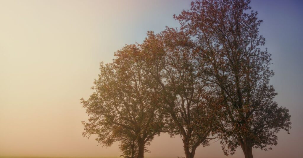 soft morning light quiet clarity emerging gentle fog lifting calm peaceful atmosphere