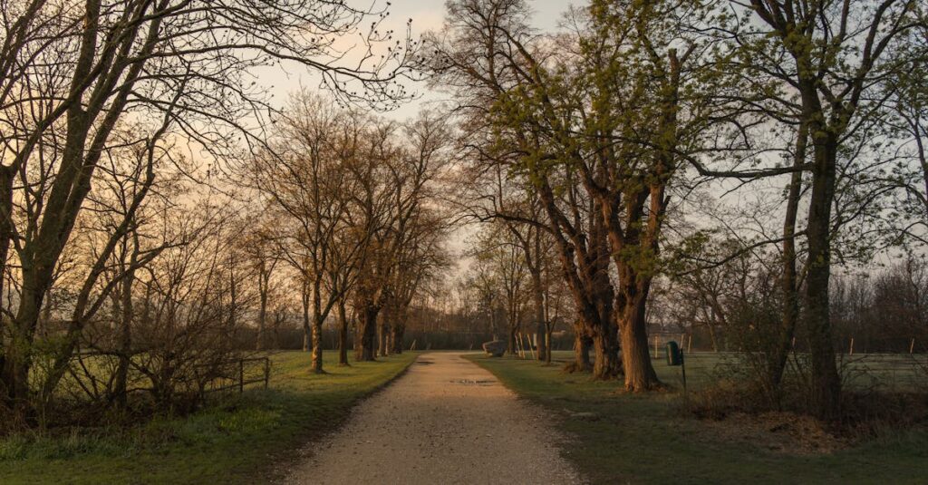 やわらかな光に照らされた道。自分の向かいたい方向に気づき始める静かな瞬間を象徴する風景。