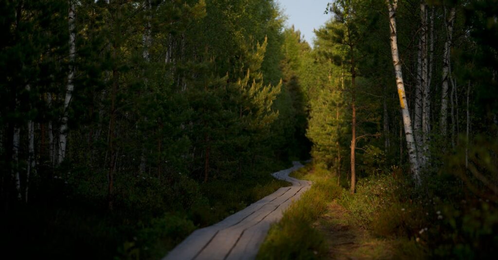 やわらかな夕方の光の中で静かに続く小道。近づけない日があっても消えないつながりを象徴する穏やかな風景。