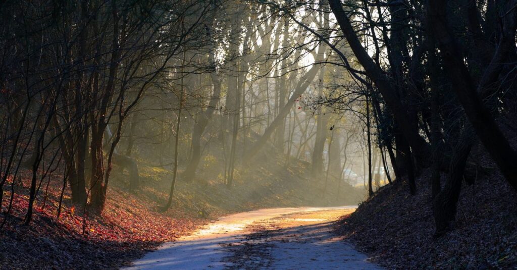 calm return path soft dawn light gentle resilience