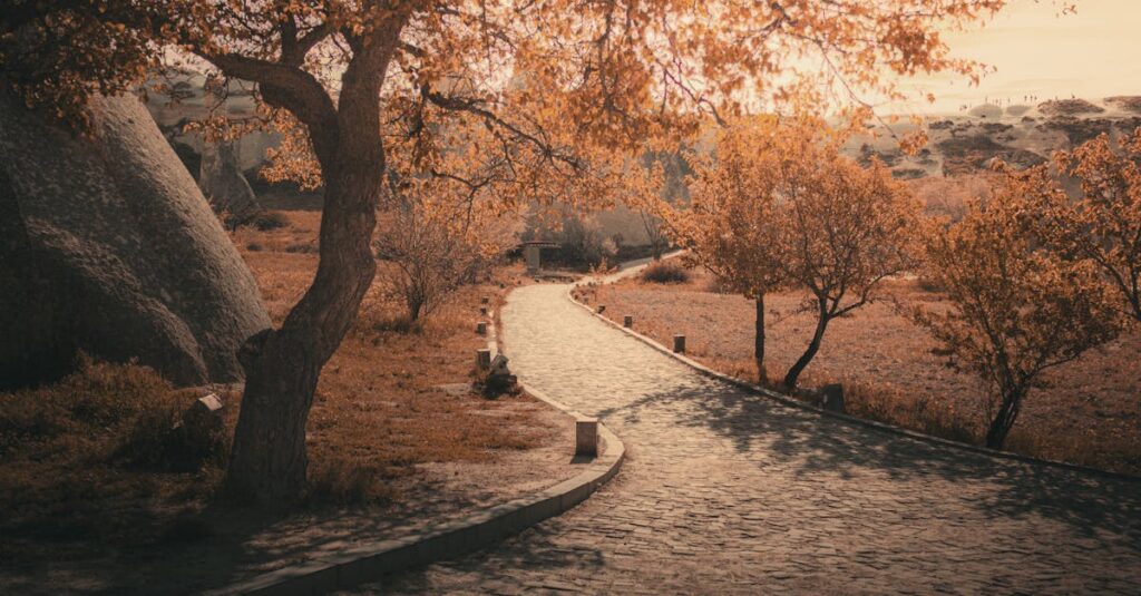 soft path with gentle curves calm light peaceful progress