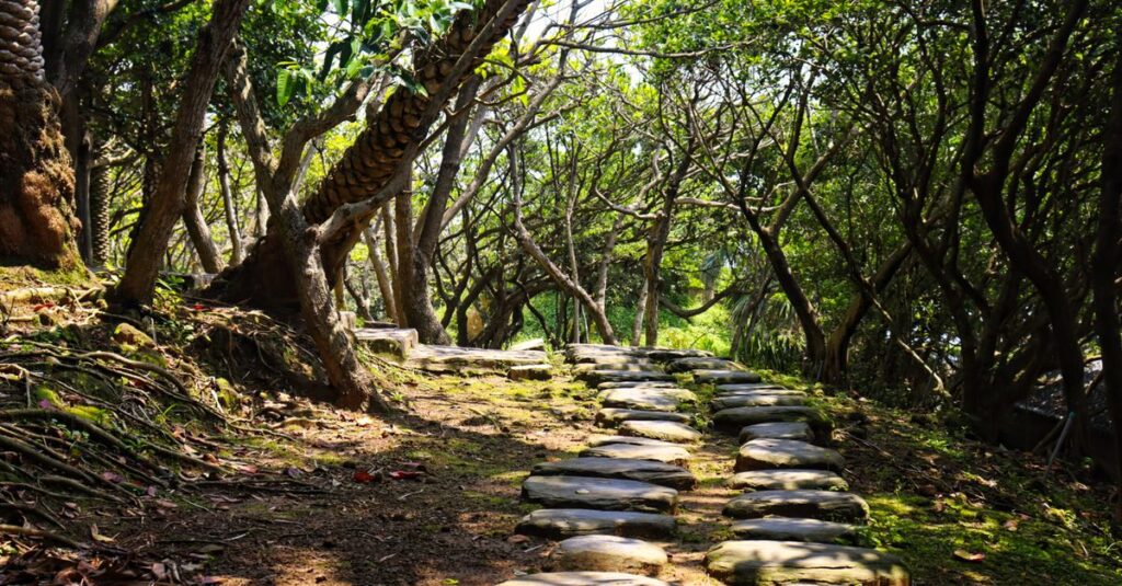 soft path winding gentle light small steps progress quiet calm atmosphere