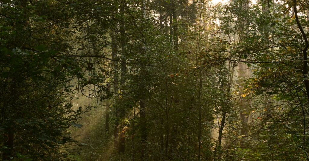 calm path returning soft light gentle trust atmosphere