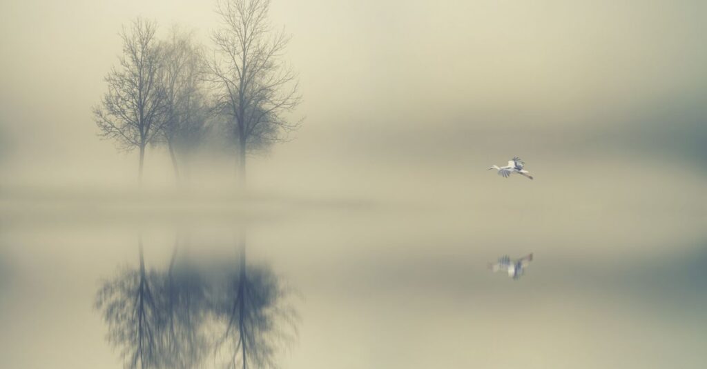 calm return path soft dawn light gentle homecoming