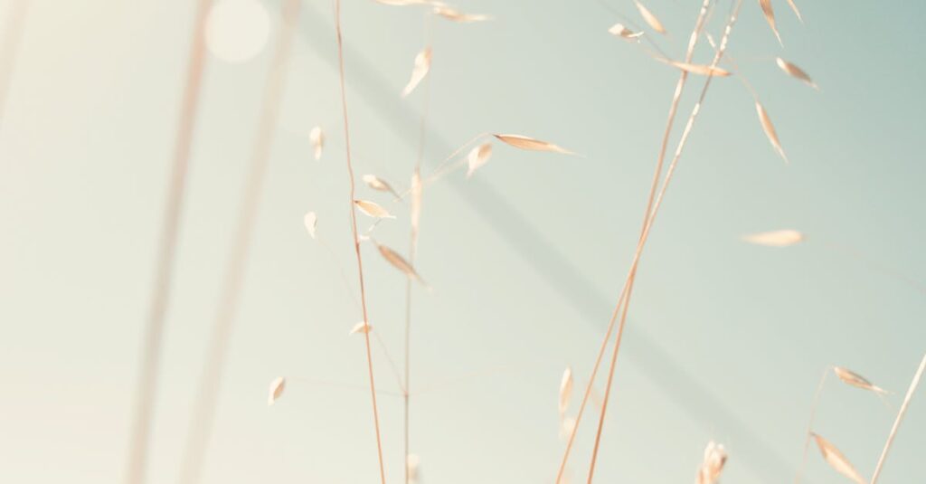 calm soft light gentle kindness peaceful quiet space