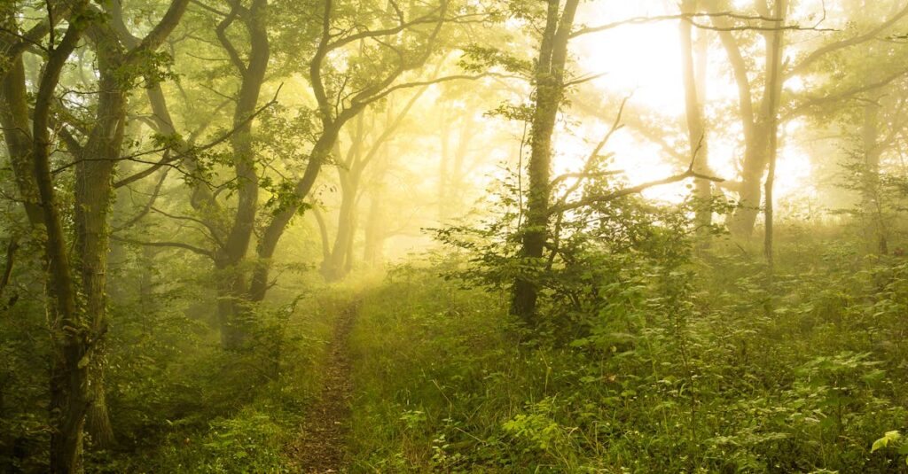 やわらかな光の中に続く静かな道。少し離れても消えないつながりと、また戻ってこられる感覚を象徴する風景。