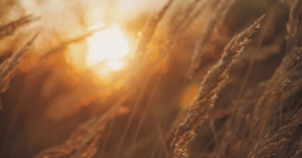 soft light gentle unfolding quiet natural healing calm body release warm atmosphere