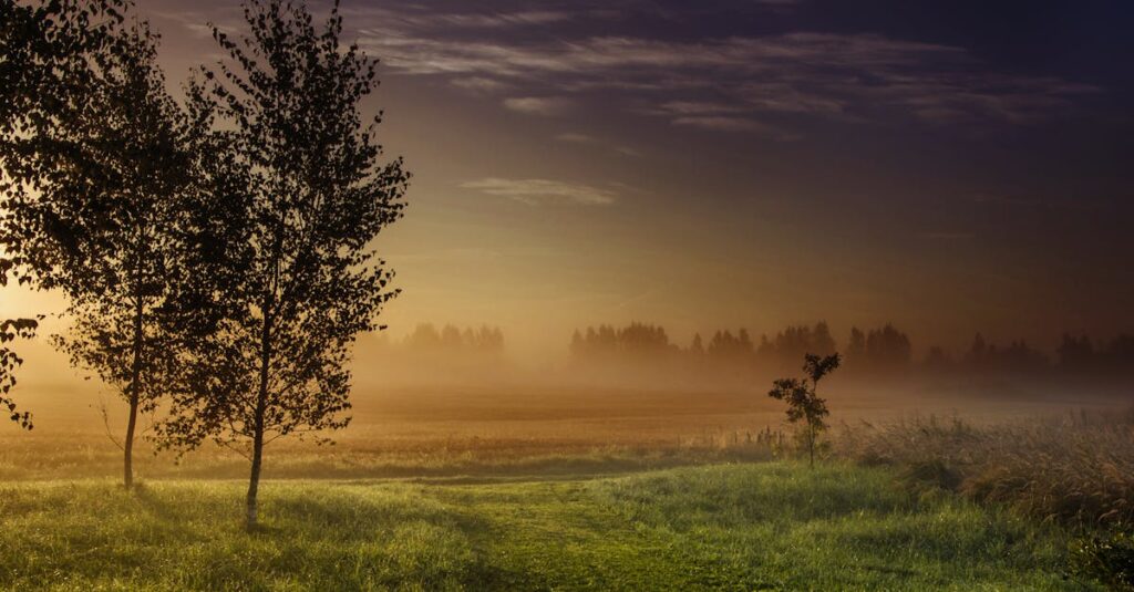 calm return path soft dawn light gentle homecoming
