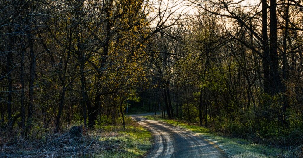 soft path with gentle curves calm light peaceful progress