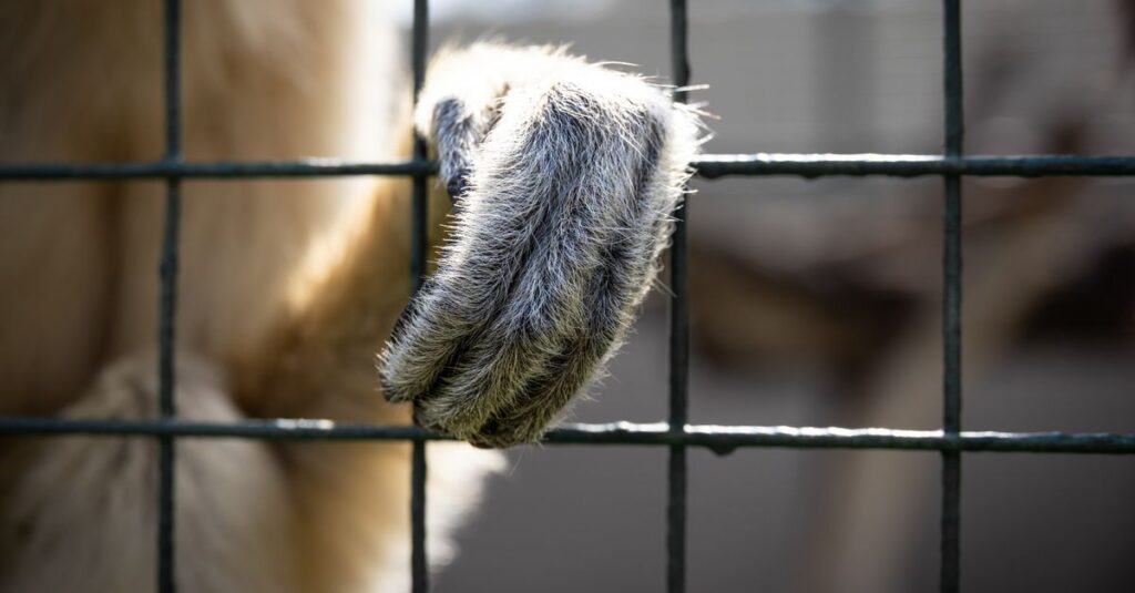 やわらかな光の中に静かに存在する檻。優しさに見えながら、人を閉じ込めていく構造を象徴する風景。