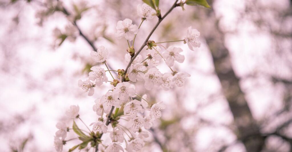 やわらかな光の中で静かに蘇る存在。消えては蘇るという蠍座の再生のテーマを象徴する風景。