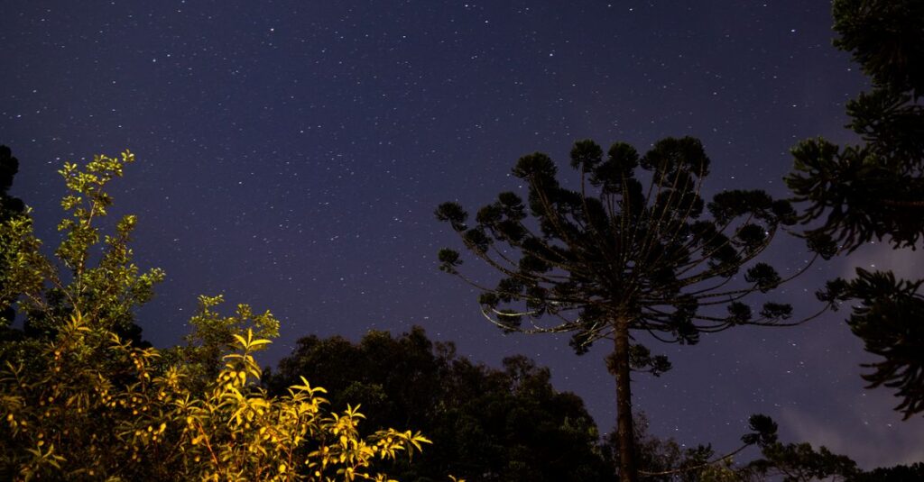 やわらかな星空の下で静かに決意する瞬間。星問師として生きると決めた夜を象徴する風景。
