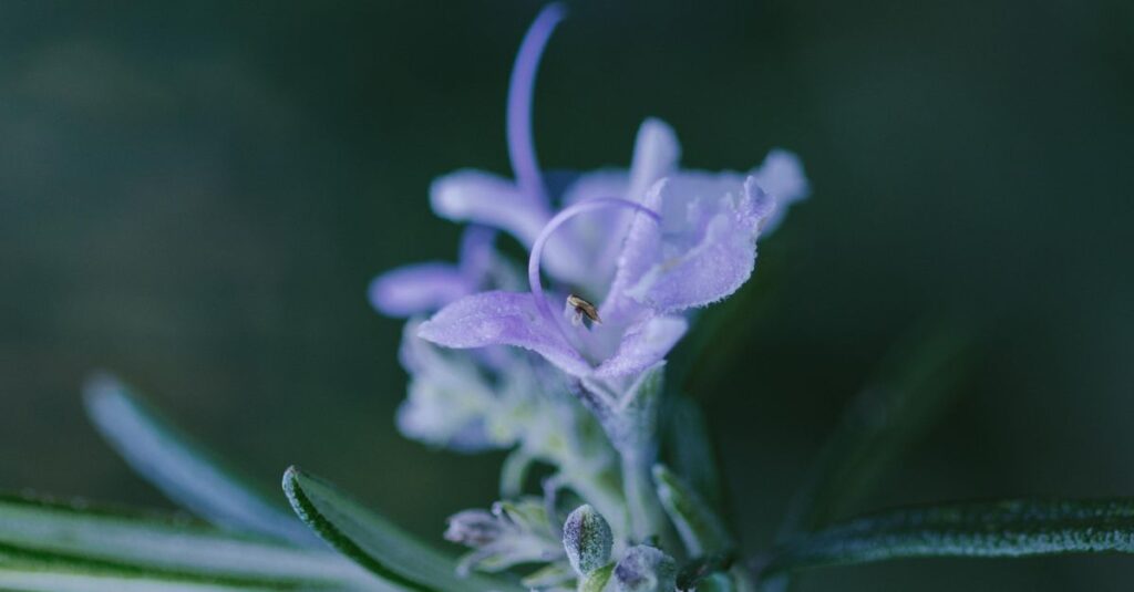 紫色の花びらをまとった小さな虫のイメージ