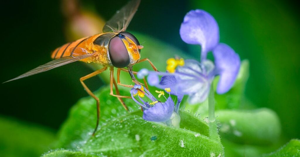 紫色の花びらをまとった小さな虫のイメージ