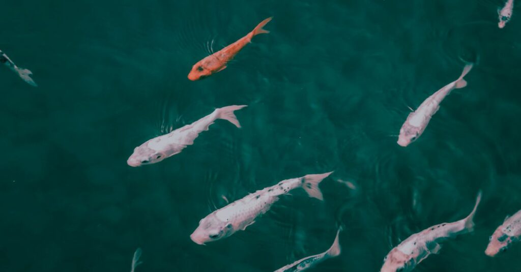 やわらかな光の中で静かに深い海を泳ぐ魚。魚座の問いが広がっていく様子を象徴する風景。