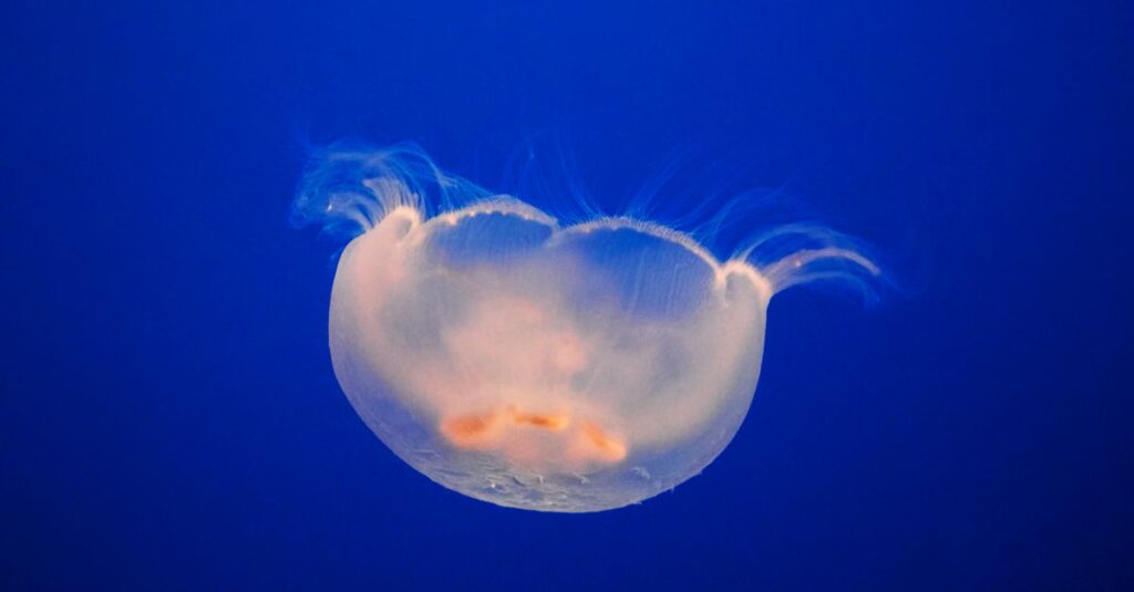 やわらかな光の中で静かに深い海を泳ぐ魚。魚座の問いが広がっていく様子を象徴する風景。